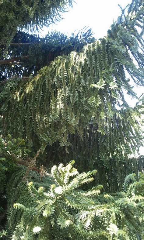 qualcuno sa dirmi che albero �?